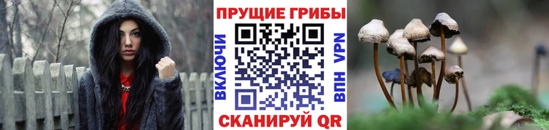 Галлюциногенные грибы Psilocybe  магазин продажи   Касли 